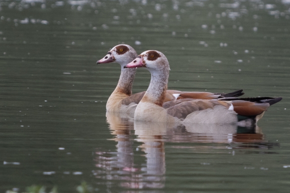 Nilgans