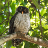 Strix