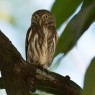 Brasilzwergkauz