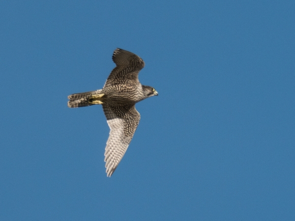 Wanderfalke